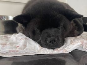 Liebevolles Chow-Chow Mädel sucht ein dauerhaftes Zuhause