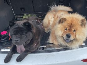 Liebevolle Chow-Chow Welpen suchen ein neues Zuhause
