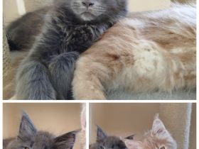 Typvoller Maine Coon Kater in liebevolle Hände abzugeben
