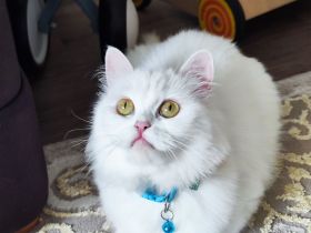 Langhaare Persische Katze sucht ein neues Zuhause