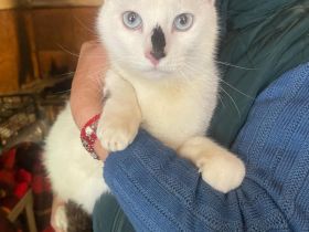 Champ sucht ein Zuhause