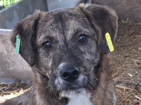 Freddie, ein absoluter Gute-Laune-Hund! 10M, 41cm