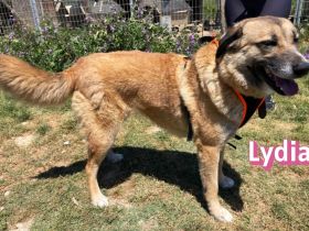 Lydia, 05/23 - ruhige, gemütliche Schmusemaus sucht Familie