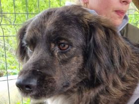Lotta, überforderte, müde Hündin, die dringend ein ruhigeres Zuhause sucht, 4J, 57 cm