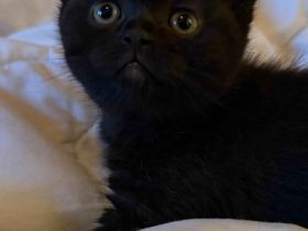 🐾 Zwei wunderschöne BKH-Kitten suchen ein liebevolles Zuhause 🐾