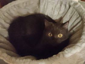 🐾 Zwei wunderschöne BKH-Kitten suchen ein liebevolles Zuhause 🐾