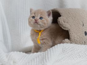 Wunderschöne BKH Kitten mit exzellentem Stammbaum (ab Ende Juni)