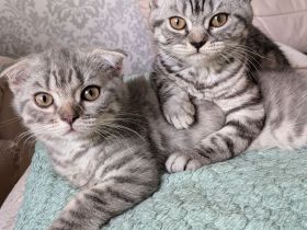 2 Kitten BKH, Katzenbabys