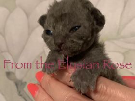 Zuckersüße Devon Rex mit Stammbaum