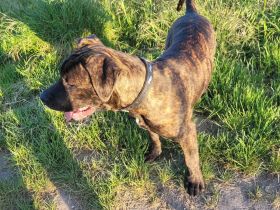 Junger Bulldoggen-Boxer-Mix nur in erfahrene Hände abzugeben