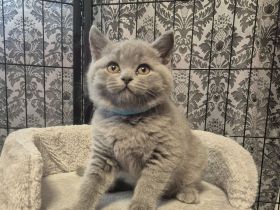 Wunderschöne BKH-Kitten suchen ihr Für-Immer-Zuhause