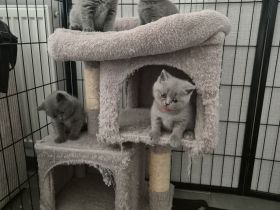 ✨ Liebevolle BKH-Kitten suchen ein schönes Zuhause ✨