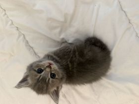 Kitten