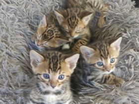 Bengal Kitten mit Stammbaum TICA