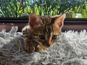 Bengal Kitten