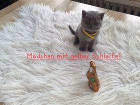 Bkh Reinrassige Kitten