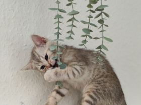 Bengal-Mix Babykater Kitten