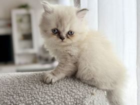 Britisch Kurzhaar kitten