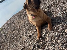 Ayla Liebevolle Reinrassiger Shar-Pei