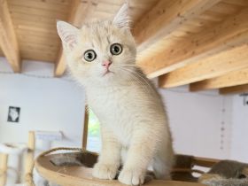 BKH-Kitten - kastriert, geimpft, gechipt und mit Stammbaum, abholbereit