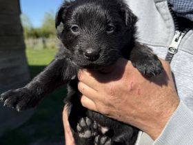Altdeutsche Hütehund-Welpen