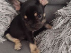 Französische Bulldogge welpen Hündin
