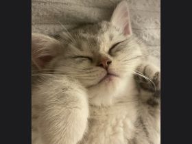 BKH Kater 7 Monate jung