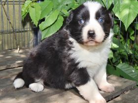 Australian Shepherd Welpen, ASCA, aus gendefekt freier Zucht