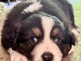Australian Shepherd Welpe, Hündin, ASCA, aus gendefekt freier Zucht