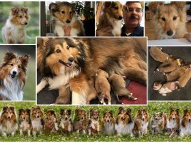 Sheltie 5 Sheltiewelpen, 3 Mädchen, 2 Jungs, geb. 07.04.26, abzugeben ab 16.06.26