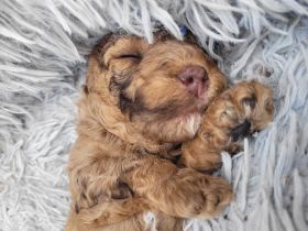 Exklusiver Toy-Pudel Choco-Merle sucht liebevolles Zuhause
