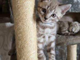 Bkh - Bengal Mix Kitten sucht neues Zuhause