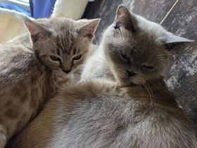 Bkh - Bengal Mix Kitten sucht neues Zuhause