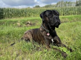 Cane corso / Bullmastiff mix