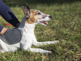 Medical Training für Hunde