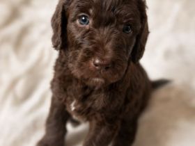 Labradoodle F1B Welpen aus Thüringen suchen Ihr 5+ Zuhause