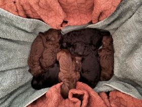 Labradoodle F1B Welpen