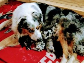 Goldenaussie Welpen