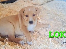 Loki, erst 6 Wochen auf der Welt, sucht er sein Glück