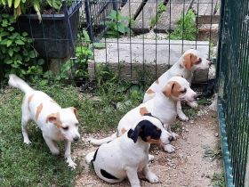 Dänisch schwedischer farmhund