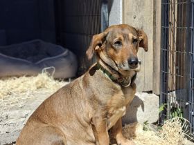 Lisa, Mutter mit ihren 4 Welpen im Tierheim gelandet