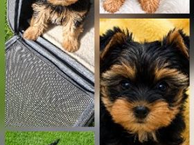 Yorkshire Terrier Welpen