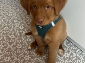 Nova Scotia Duck Tolling Retriever Welpen