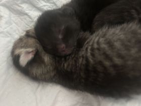 Wunderschöne BKH Tabby Mackerel Kitten in liebevolle Hände abzugeben
