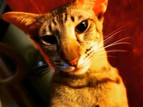 Traumkater mit Malheuren sucht neues Zuhause