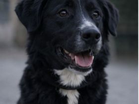 🐾 Lena sucht ihr Zuhause fürs Leben 🐾