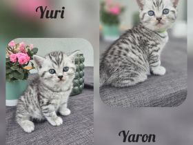 typvolle, verschmuste Silbertabbys
