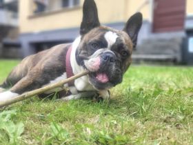 Old Englisch Bulldog
