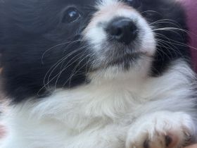 Chihuahua Pomchis