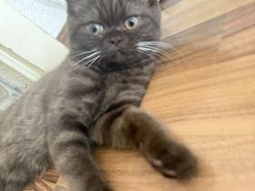 1 Kitten sucht eine Liebevolles Zuhause